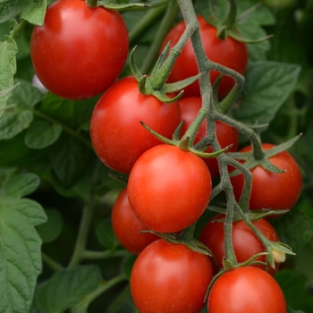 Cherry Tomato - Tidy Treats Cherry Tomato