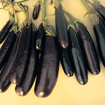 Solanum melongena 'Little Fingers' (Eggplant) - Little Fingers Eggplant