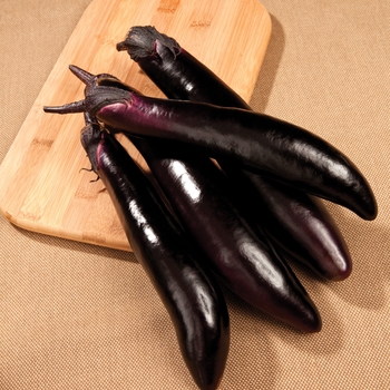 Solanum melongena 'Shikou' (Eggplant) - Shikou Eggplant