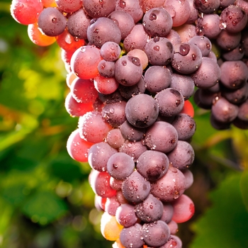 Vitis vinifera - SEEDLESS GRAPE 'Reliance'