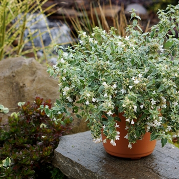 Abelia x grandiflora - ABELIA 'Lucky Lots'