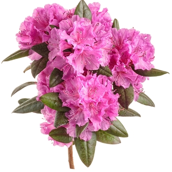 Rhododendron x - Black Hat®