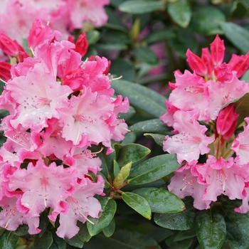 Rhododendron hybrid - Dandy Man Color Wheel®