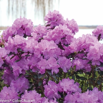 Rhododendron x - 'Amy Cotta'
