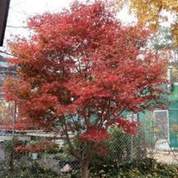 Acer palmatum 'Trompenburg' - Trompenburg Japanes Maple