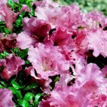 Rhododendron hybrid - Azalea 'Gumpo Pink' 