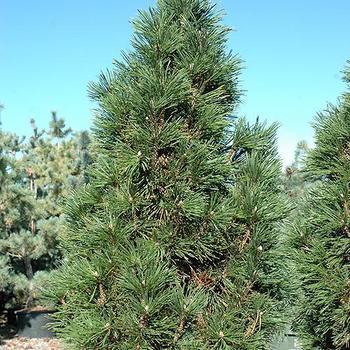 Pinus mugo - MUGO PINE 'Slowmound' 