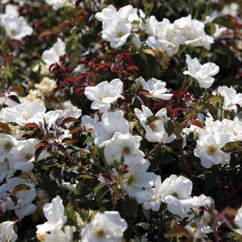 Rosa - ROSE 'White Knock Out'