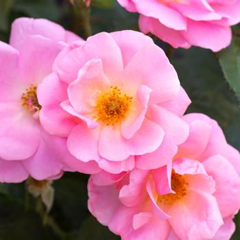 Rosa - ROSE 'Peachy Knock Out'