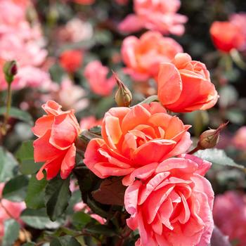 Rosa 'Radral' PP19803 - Coral Knock Out® 