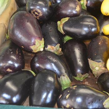 Solanum melongena (Eggplant) - Eggplant