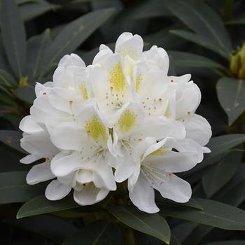 Rhododendron hybrid - RHODODENDRON 'Chionoides' 