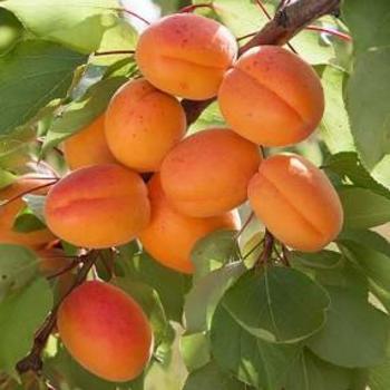 Prunus armeniaca - APRICOT 'Tilton'