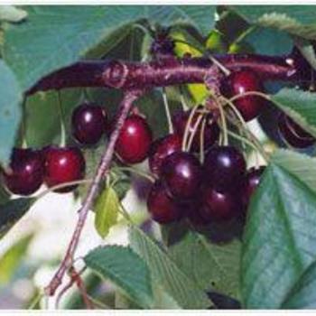 Prunus avium - CHERRY 'Rynbrandt'