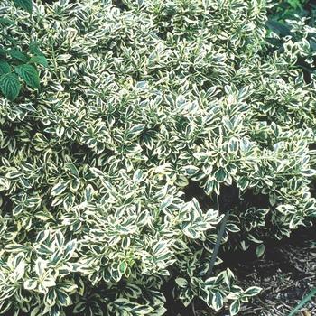 Euonymus japonica - EUONYMUS 'Silver Queen'