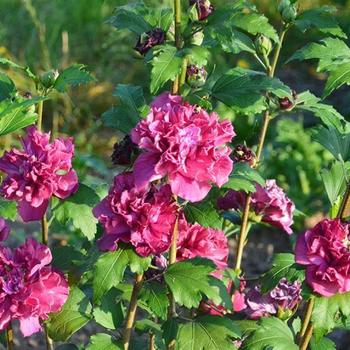 Hibiscus syriacus - ROSE OF SHARON 'French Cabaret Red'