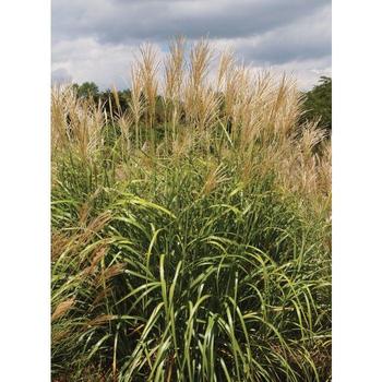 Miscanthus sinensis 'NCMS1' - MY FAIR MAIDEN™ MAIDEN GRASS
