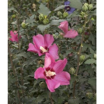 Hibiscus syriacus - ROSE OF SHARON 'Chateau de Chambord'