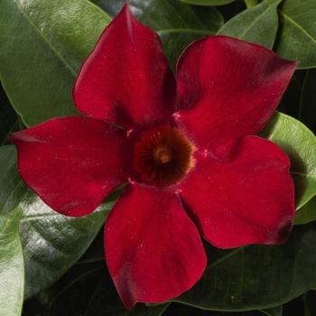 Mandevilla hybrida - MANDEVILLA 'Medinia Deep Red'