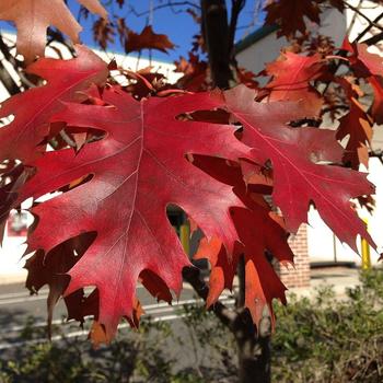 Quercus rubra - NORTHERN RED OAK