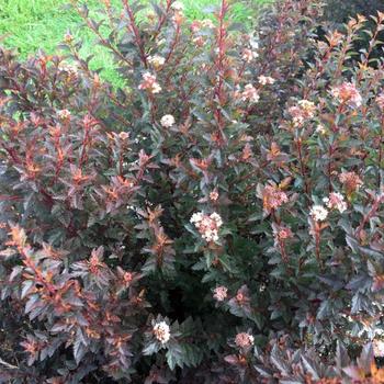 Physocarpus opulifolius - NINEBARK 'Sweet Cherry Tea'