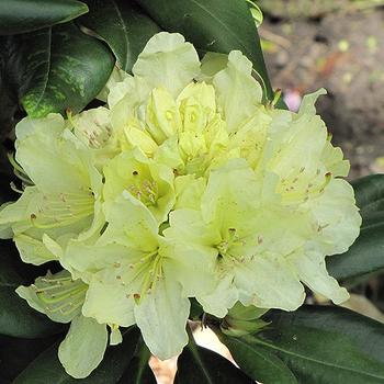 Rhododendron - RHODODENDRON 'Capistrano'