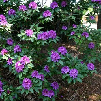 Rhododendron - RHODODENDRON 'Purple Passion'