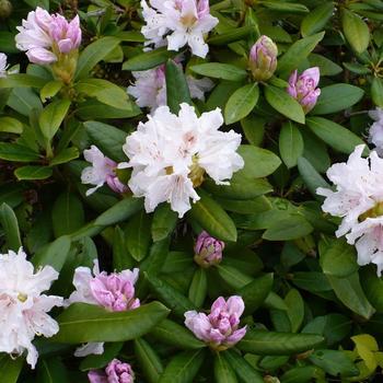 Rhododendron - RHODODENDRON 'Cunningham White'