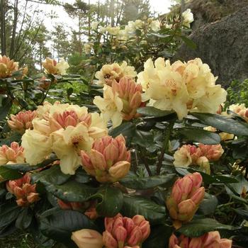 Rhododendron miyama - RHODODENDRON 'Gold Prinz'