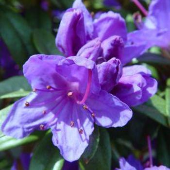 Rhododendron x - RHODODENDRON 'Blue Baron'