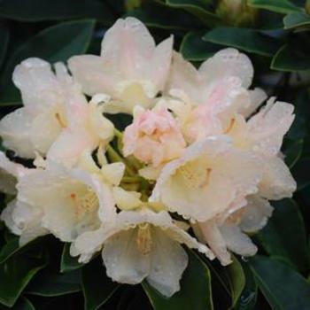 Rhododendron yakushimanum - RHODODENDRON 'Golden Torch'