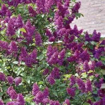 Syringa hyacinthiflora - LILAC 'Purple Glory