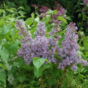 Syringa hyacinthiflora - LILAC 'Royal Purple'