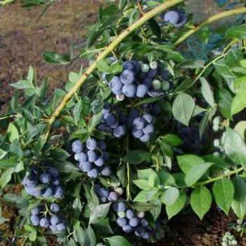 Vaccinium corymbosum - BLUEBERRY 'Berries Galore'
