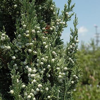 Juniperus chinensis - JUNIPER 'Trautman'