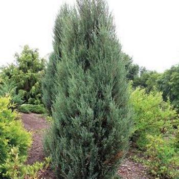 Juniperus virginiana - JUNIPER 'Blue Arrow'