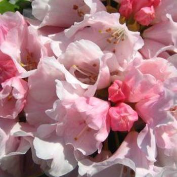 Rhododendron - RHODODENDRON 'Mardi Gras'
