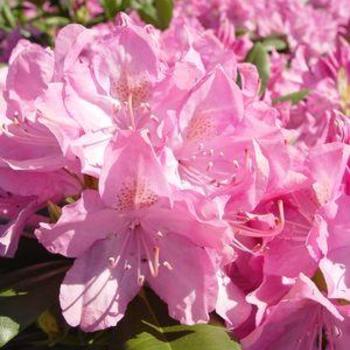 Rhododendron catawbiense - RHODODENDRON 'English Roseum'