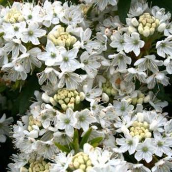 Rhododendron diversipilosum - RHODODENDRON 'Milky Way'