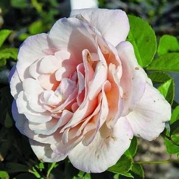 Rosa - ROSE 'Belindas Blush'