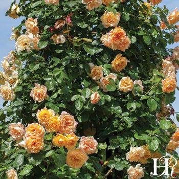 Rosa - CLIMBING ROSE 'Garden Sun'