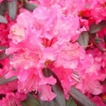 Rhododendron - RHODODENDRON 'Landmark'