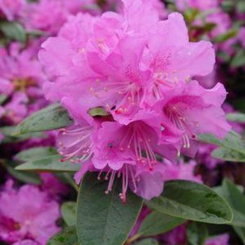 Rhododendron - RHODODENDRON 'PJM Elite'