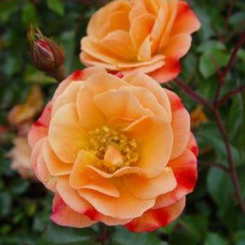Rosa x - ROSE 'Flower Carpet Amber'