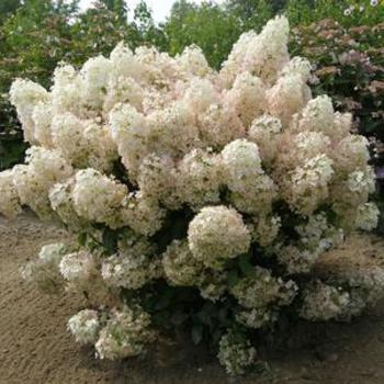 Hydrangea paniculata - HYDRANGEA 'Bobo'