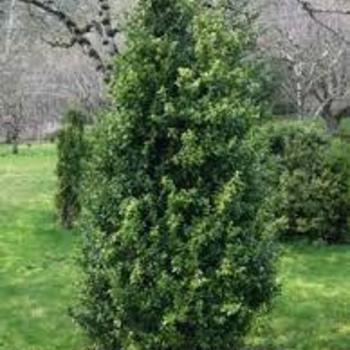 Buxus sempervirens - BOXWOOD 'Green Tower'