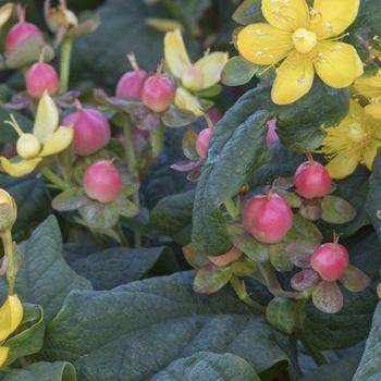 Hypericum x inodorum - ST. JOHNS WORT 'Floralberry Rose'