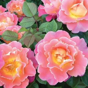 Rosa - ROSE 'Fruity Petals'