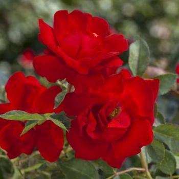 Rosa floribunda - ROSE 'Brick House'