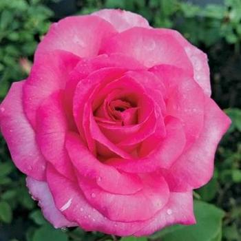 Rosa x hybrida - Hybrid Tea Rose - ROSE 'Eleganza Beverly'